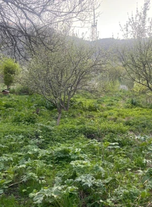 Ich werde das Grundstück im Nationalpark Ila-Alataus verkaufen. - 660663 - Foto 6 (mini)