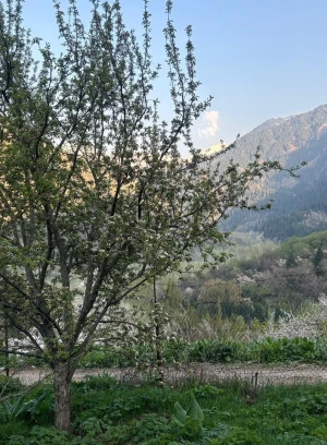 Ich werde das Grundstück im Nationalpark Ila-Alataus verkaufen. - 660663 - Foto 8 (mini)