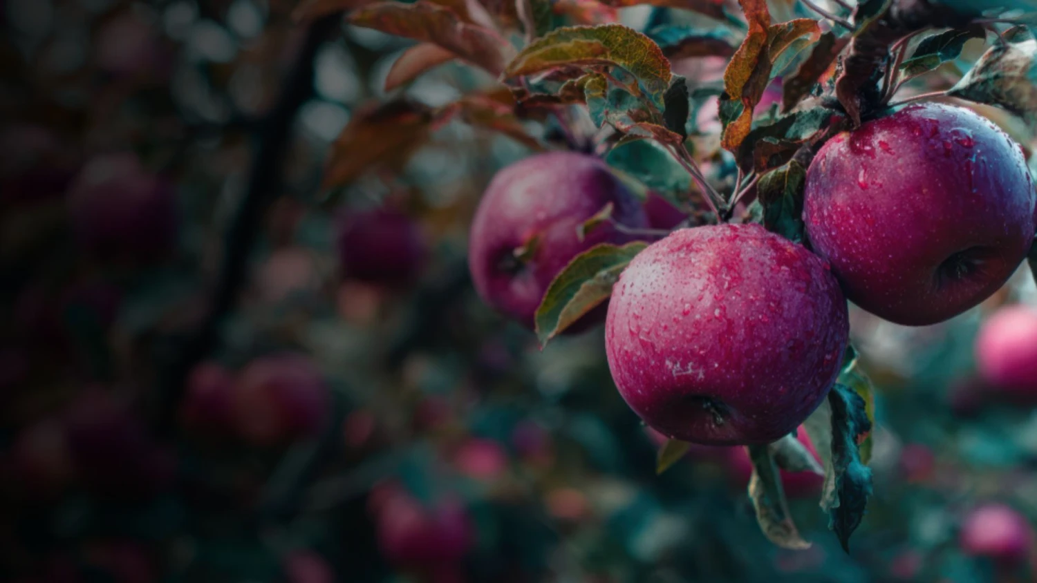 Zamonaviy olma bog'lari va sifatli meva mahsulotlari - banner-40