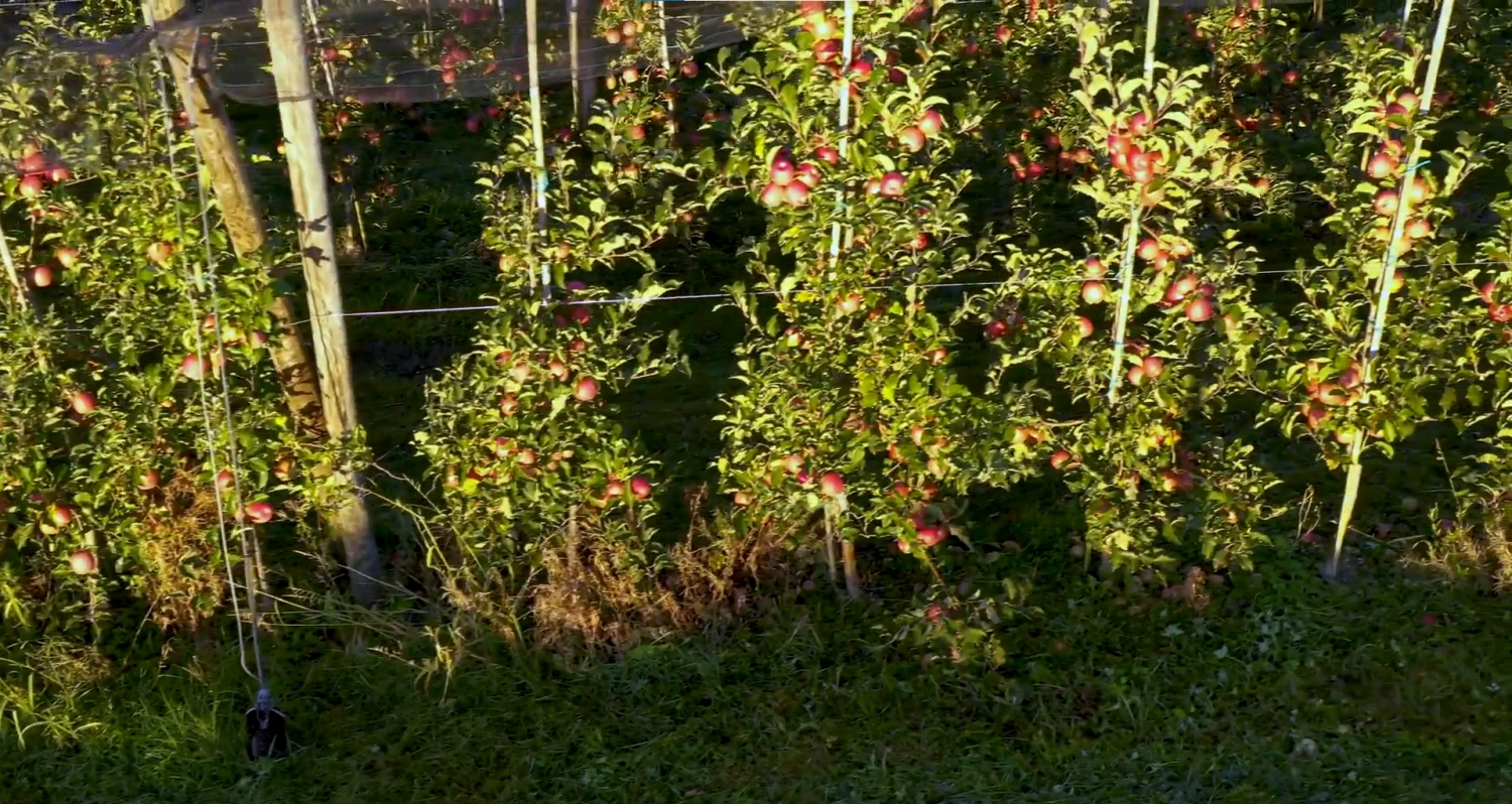 O'z mevali daraxtlar bog'chasi - 84