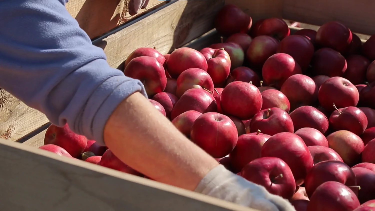 Tabiiy mevalarni qayta ishlash - 86