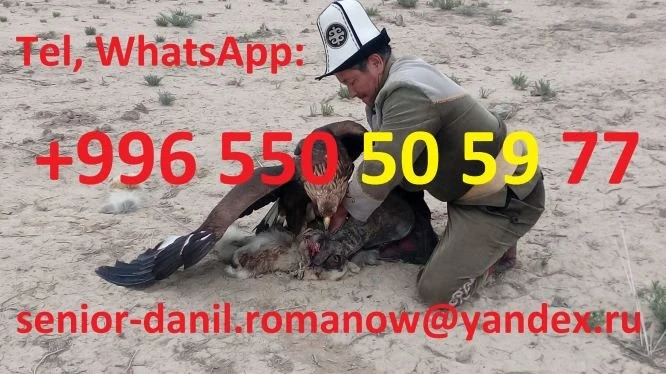 Yo'lboshchi, haydovchi, Qirg'izistondagi sayohatlar, turizm, sayohat, tog'lar, Qirg'izistondagi sayohatlar - 2253 - rasm 5