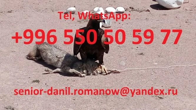 吉尔吉斯斯坦旅游，导游，旅游，远足，山地旅游，司机 - 2254 - 照片 4