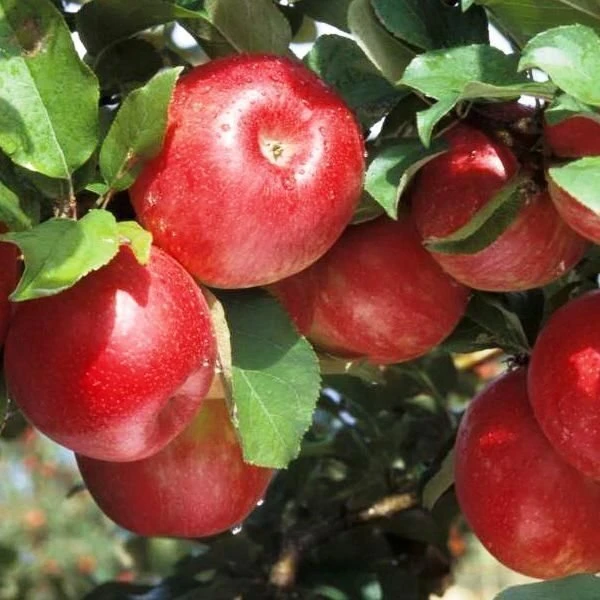 Premium Gala Galaxy appels met een levendige smaak - 2291 - foto 1