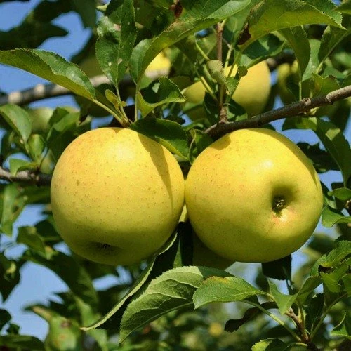 Yumuşak tadı olan narin Golden Delicious Elmalar - 2292 - fotoğraf 1