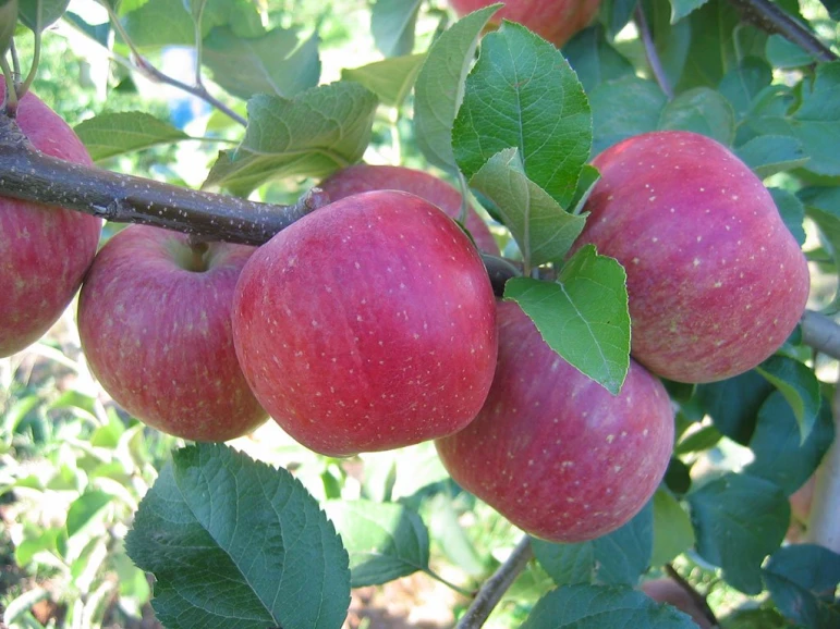 Сладкие яблоки Фуджи с высокой сочностью - 2293 - фото 1