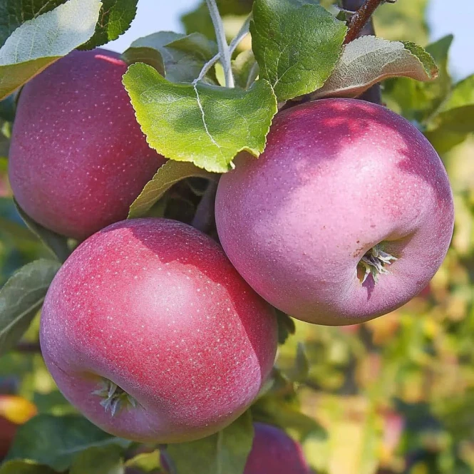 تفاح ويليامز برايد المبكر بنكهة نابضة بالحياة - 2295 - صورة 1