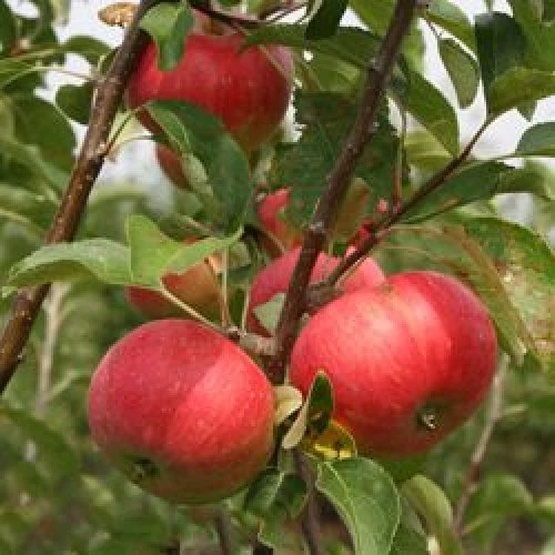 Uzun süreli saklama için geç Stark elmaları - 2296 - fotoğraf 1