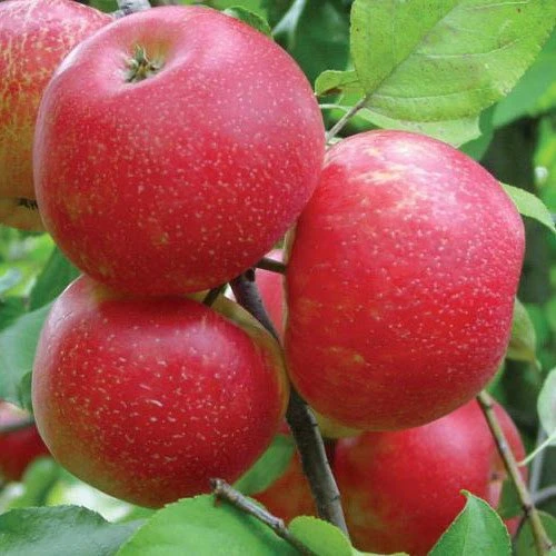 Honey Crisp premium sifatli tiniq olma - 2297 - rasm 1