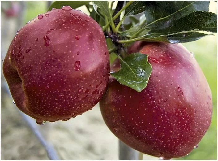 Manzanas dulces Gala Meme con rico sabor - 2298 - foto 1