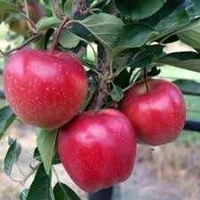 Suvli go'shtli erta kvinty olma - 2300 - rasm 1