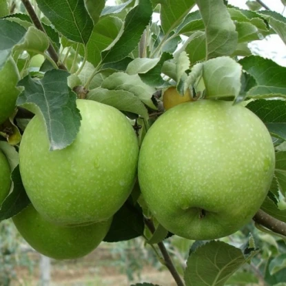Nordon bilan tetiklantiruvchi Granny Smit olma - 2299 - rasm 1