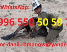 Guide, driver, tours in Kyrgyzstan, tourism, travel, mountains, tracks in Kyrgyzstan - 660312 - photo 5 (mini)