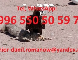 Kyrgyzstan tours, Guide, Tourism, Excursions, Mountain tours, Driver - 660313 - photo 4 (mini)