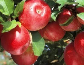 Yorqin ta'mga ega premium gala Galaksi olma - 660350 - rasm 1 (mini)