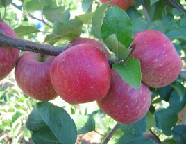 Yuqori suvli shirin Fuji olma - 660352 - rasm 1 (mini)