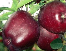 Yorqin rangli Jeromin olma - 660353 - rasm 1 (mini)