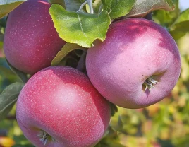 Yorqin ta'mga ega erta Uilyams Pride olmalari - 660354 - rasm 1 (mini)