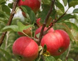 Uzoq muddatli saqlash uchun kech Stark olma - 660355 - rasm 1 (mini)