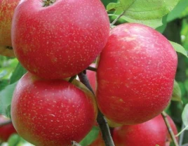 Honey Crisp premium sifatli tiniq olma - 660356 - rasm 1 (mini)