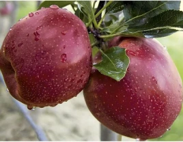 Boy ta'mga ega Shirin gala mema olma - 660357 - rasm 1 (mini)