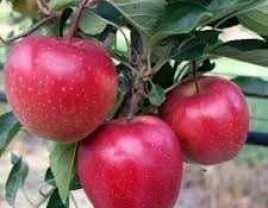 Suvli go'shtli erta kvinty olma - 660359 - rasm 1 (mini)