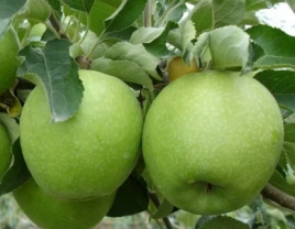 Nordon bilan tetiklantiruvchi Granny Smit olma - 660358 - rasm 1 (mini)